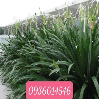 Cây Bạch Trinh Biển (Combo 3 bầu)