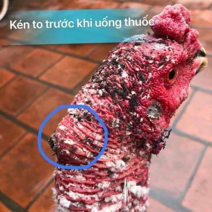 A 300 – THUỐC TIÊU KÉN, TIÊU SƯNG, TIÊU GOM KÉN NƯỚC CHO GÀ SAU ĐÁ.