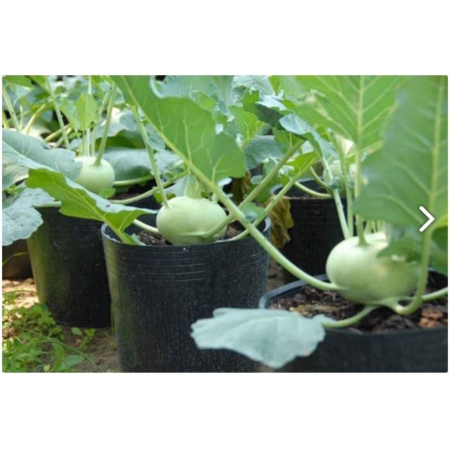 Combo 5 Chậu nhựa mềm dùng ươm cây, trồng cây con nhiều kích thước