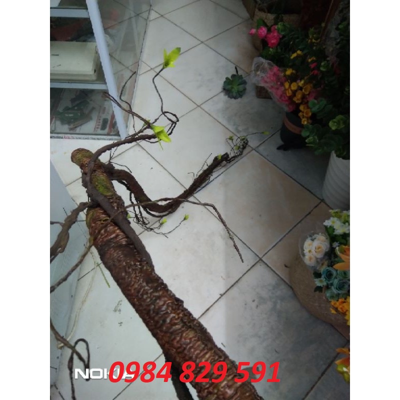 2M Thân rừng cổ dùng làm thân hoa leo