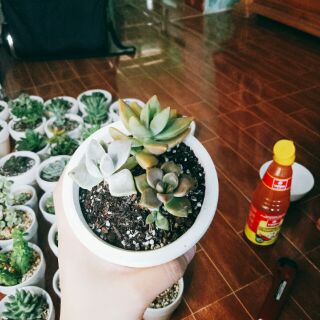 Combo 2 chậu xương rồng