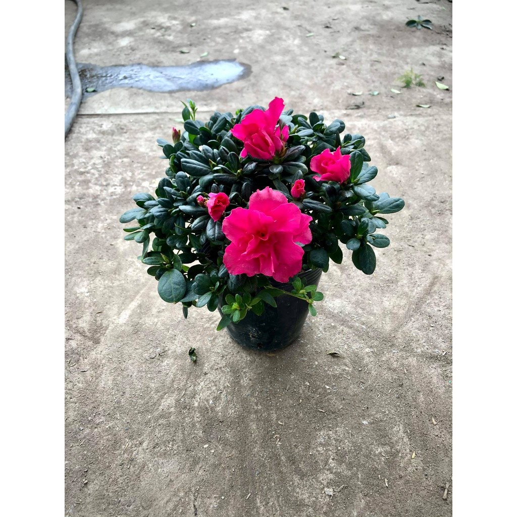 Cây hoa đỗ quyên - THẾ GIỚI HOA CÂY CẢNH - .