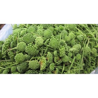 500g nụ tam thất loại tốt nhất