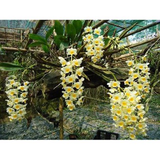 Phân Tan Chậm Chì Nhật 14-13-13 gói 500g