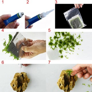Keo dán dưới nước: dán san hô, dán lũa, dán rêu, dán rêu lên đá