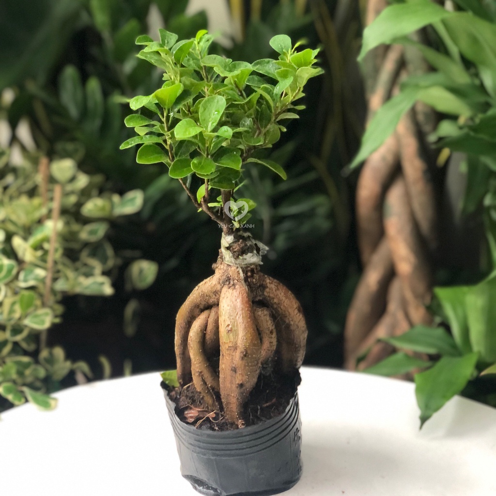 Cây Bonsai Si Nhật để bàn kèm chậu men sứ