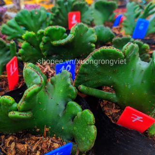 Xương rồng Euphorbia crest