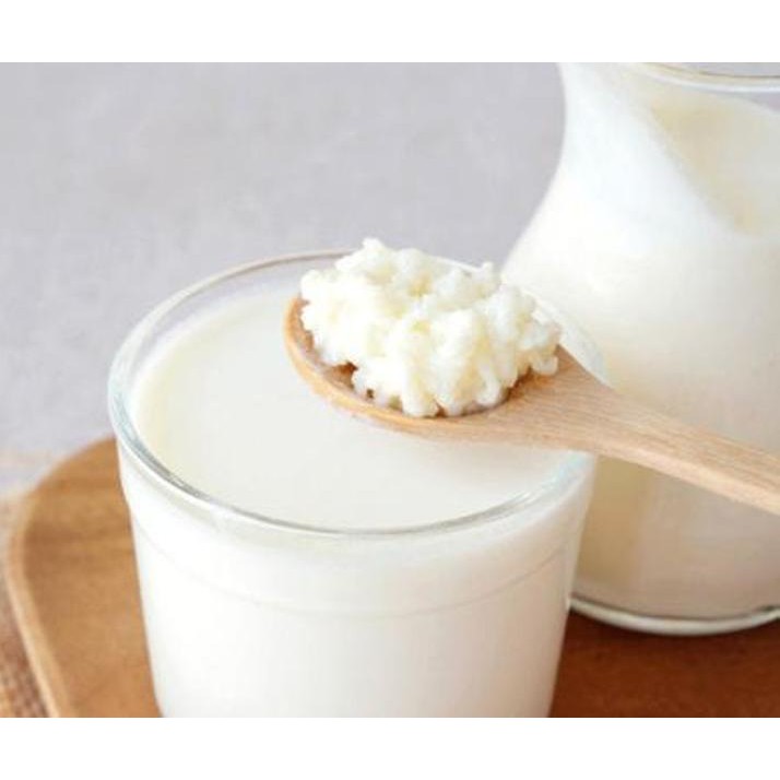 Hạt Sữa Kefir khởi động - Kefir Yogurt Starter Organic Ba Vì.