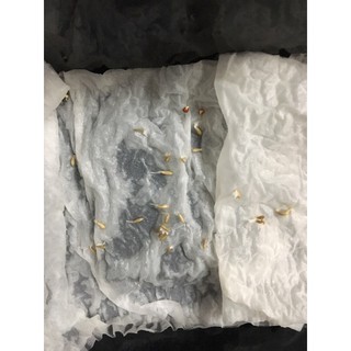 Hạt giống xà lách Crispy Leaf Mỹ