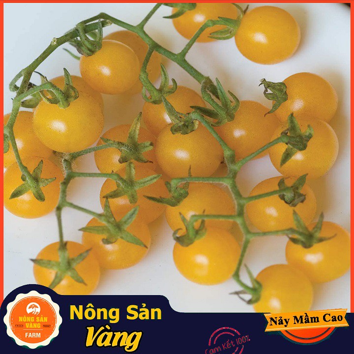 Hạt giống Cà Chua Bi Vàng Lùn ( Gói 0,1g ) - Nông Sản Vàng