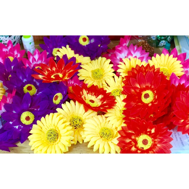 Hoa múa sân trường