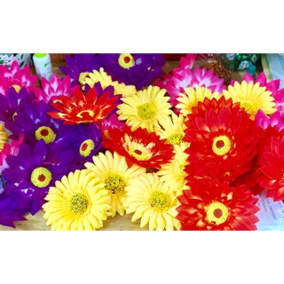 Hoa múa sân trường