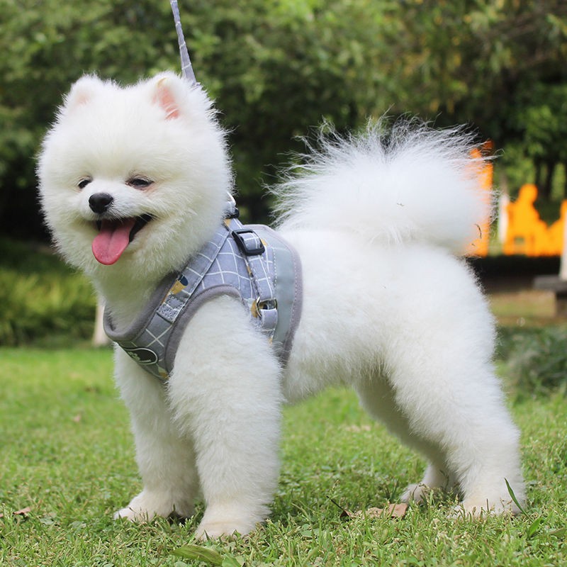 Dây xích cho chó mùa xuân và hè nhỏ Bichon Pomeranian cỡ trung Pug nịt ngực kiểu vest