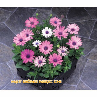 Hạt Giống Hoa Cúc Châu Phi Mix - 20 Hạt