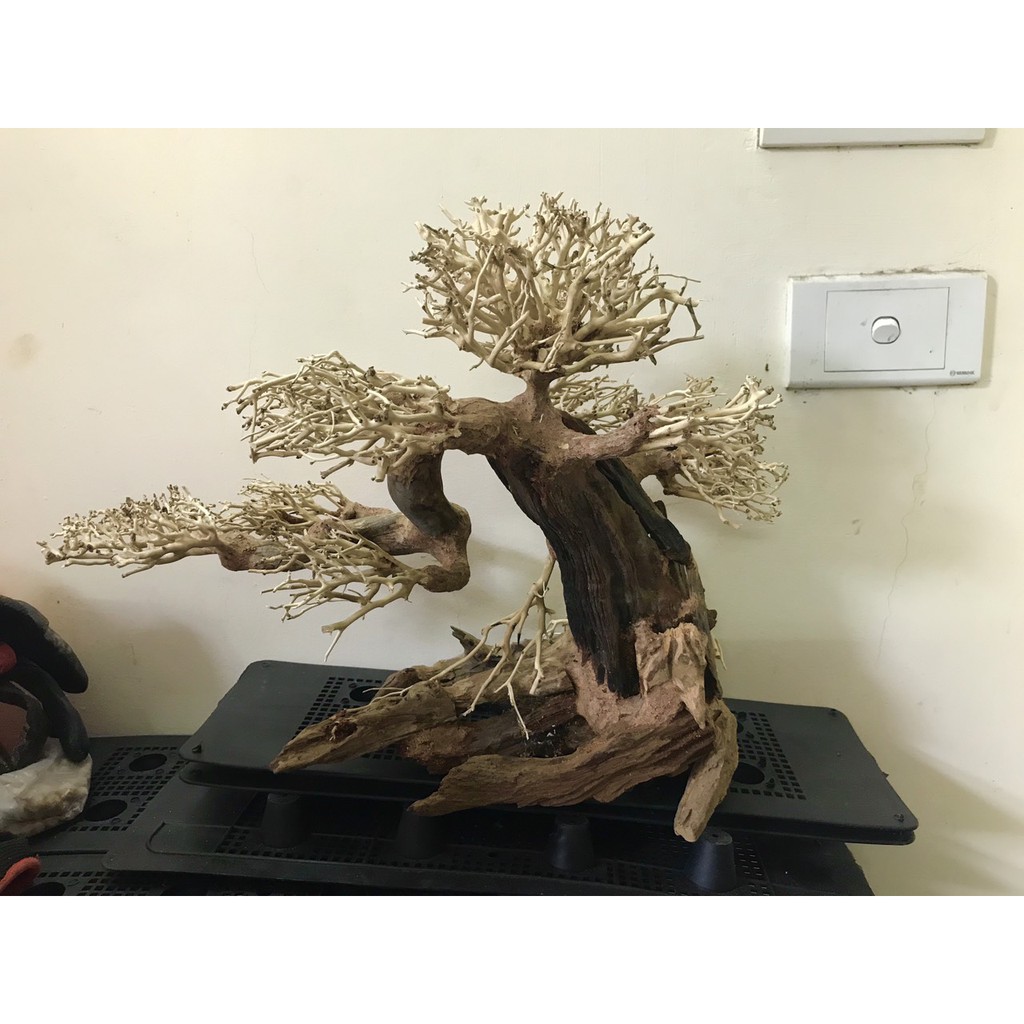 Lũa Bonsai Trang Trí Bể Thủy Sinh - Bể Cá Cảnh 20x15cm và 40x30cm