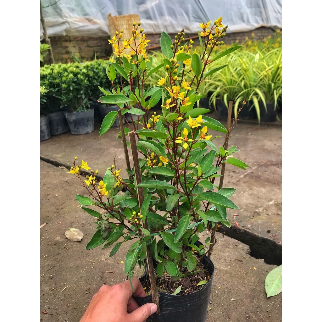 Cây hoa kim đồng vàng cao 35cm, cây cực sai hoa và nở quanh năm, trang trí cảnh quan, sân vườn