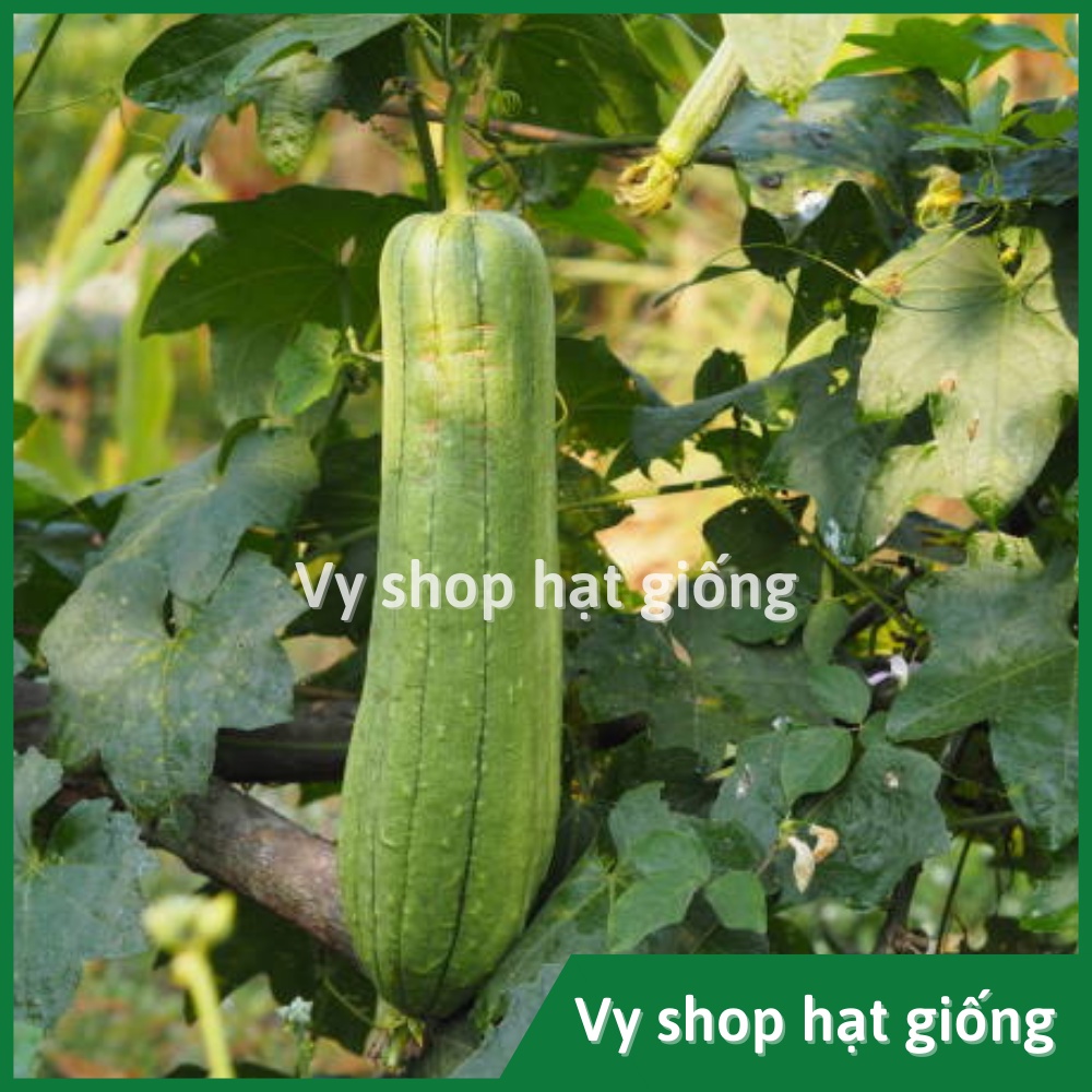 Hạt giống mướp hương béo Thái Lan gói 15 hạt