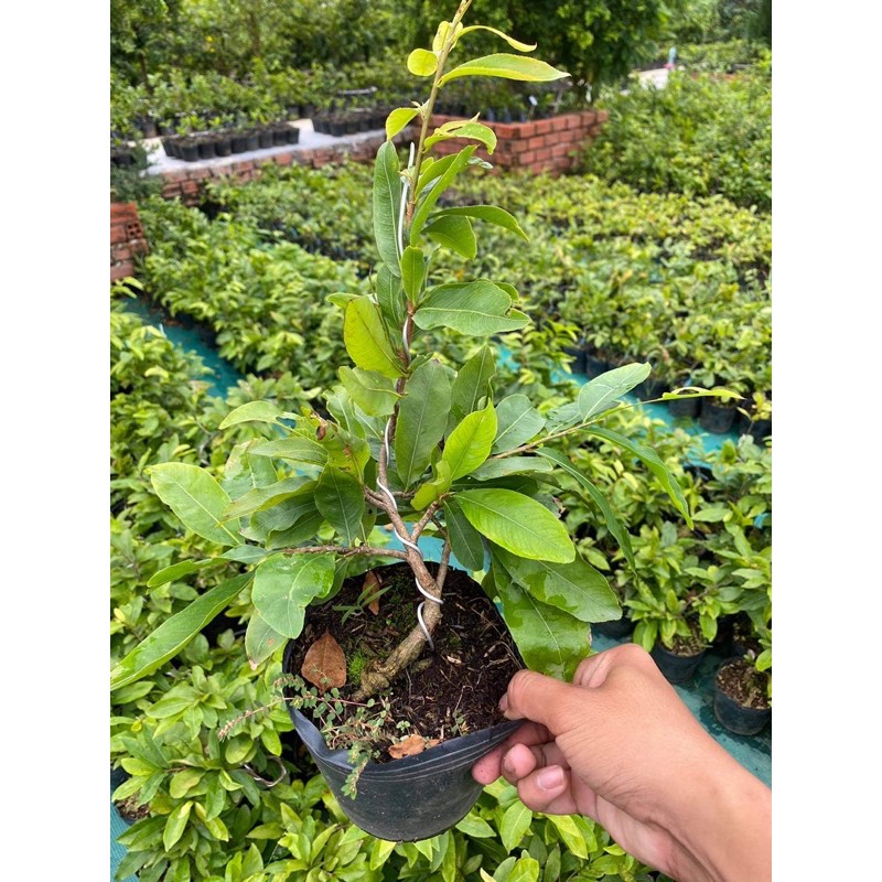 Hoa mai ghép cúc hoàng hậu bông chuẩn