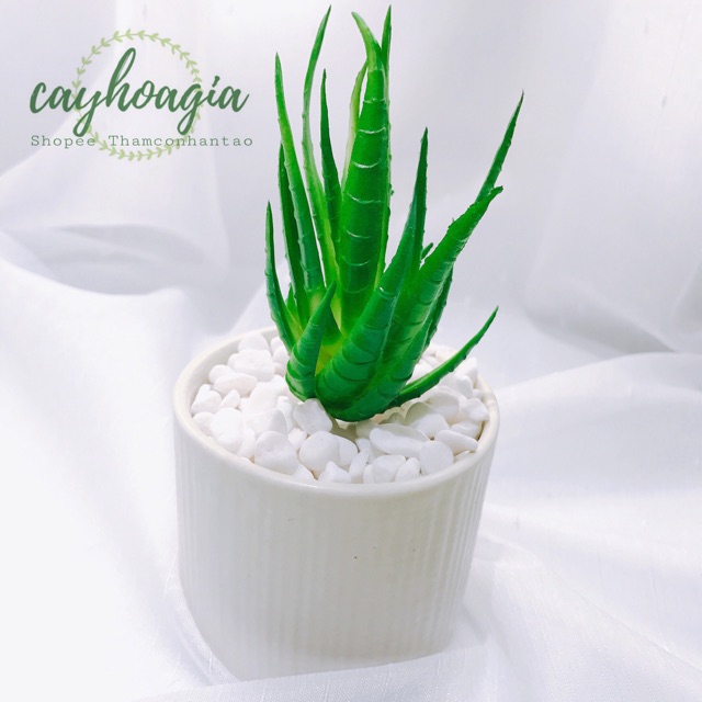 Cây Giả - Sen Đá SiLiCol Nha Đam