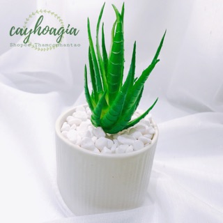 Cây Giả - Sen Đá SiLiCol Nha Đam