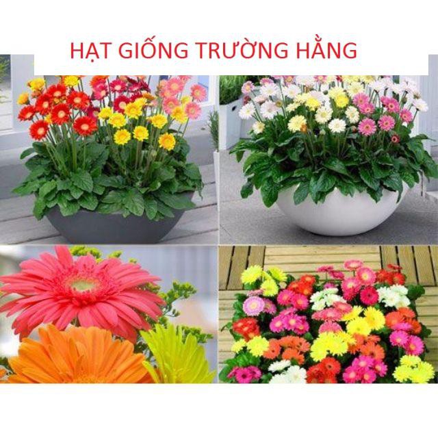 Gói 30 HẠT GIỐNG HOA ĐỒNG TIỀN CAO MIX MÀU