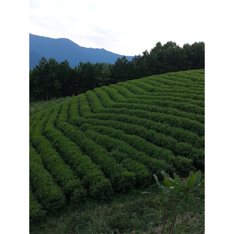 Lá Trà xanh (Chè tươi) 1kg