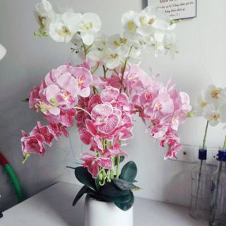 Hoa giả - Hoa lan cánh bướm nhân tạo