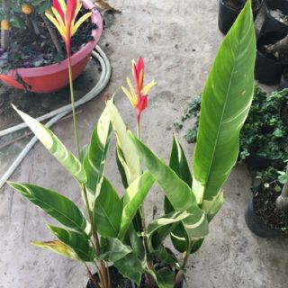 Cây mỏ két cẩm thạch