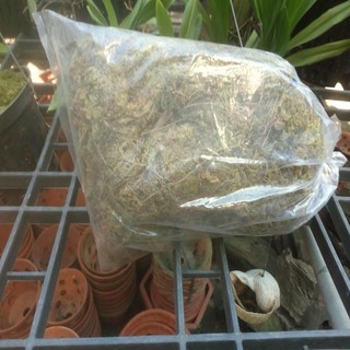 rêu trồng lan 100gram