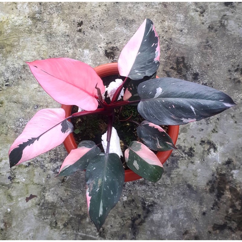 Cây Công Chúa Hồng - Philodendron pink princess  - Cây nhỏ,thuần,khoẻ,var mạnh.