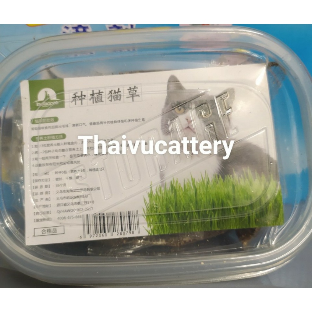 Cỏ Mèo bạc hà Catnip cỏ thơm cho mèo 45m giúp mèo thư giãn trộn thức ăn tiêu búi lông-Thaivucattery