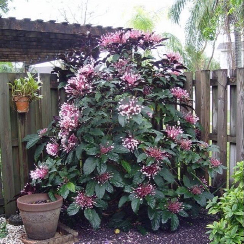 Cây Giống Pháo Hoa , Boiboi.Organic, Cây Trong Bầu Đất, Rễ Mạnh