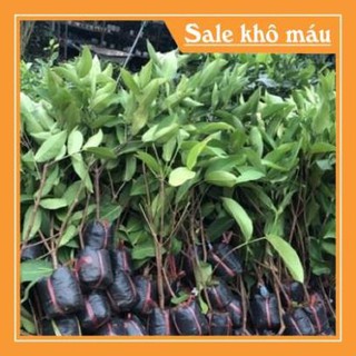 Siêu sale Siêu hot Cây Giống Roi Đỏ Thái