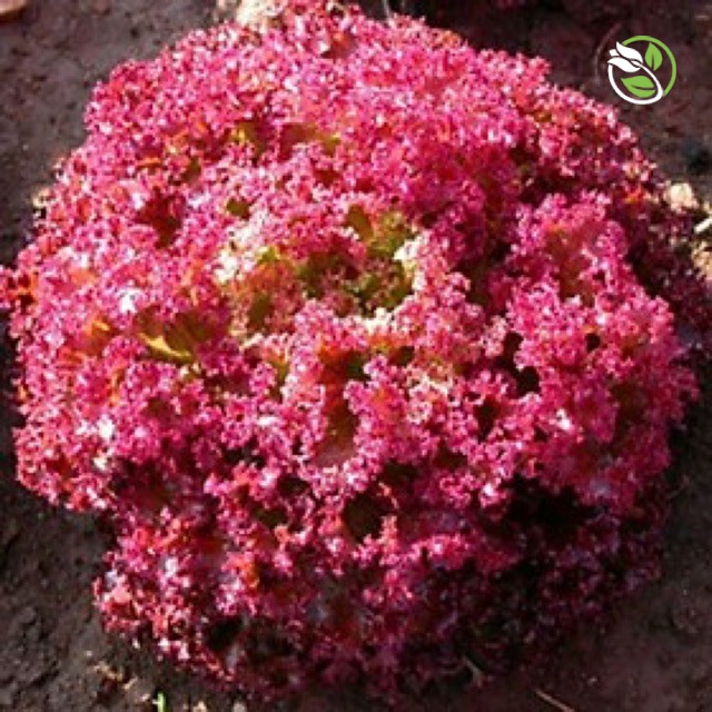 Hạt Giống Rau Xà Lách Tím Lollo Rossa Phú Nông - Gói 2g - Lollo Rossa Lettuce