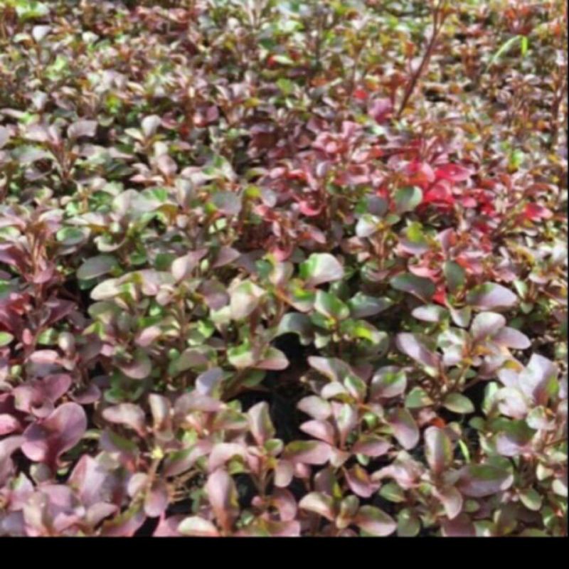1 bụi giống cải xoang nhật