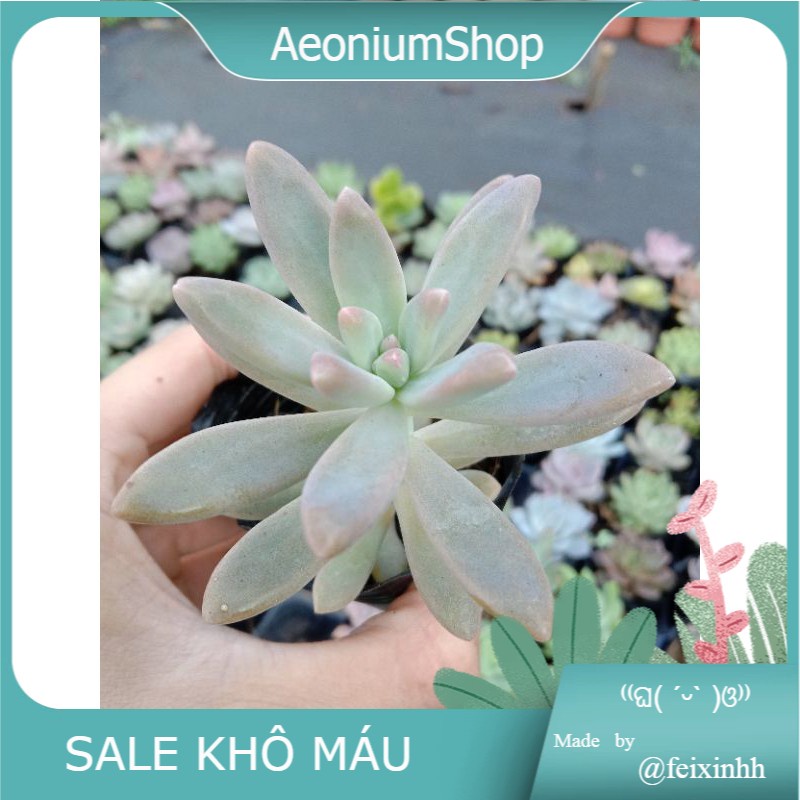 HÀNG MỚI VỀ HÀNG MỚI VỀ 😌 SEN ĐÁ PHA LÊ 🌱 size mini 8x8cm đã thuần khí hậu cây sống khoẻ mạnh 💪