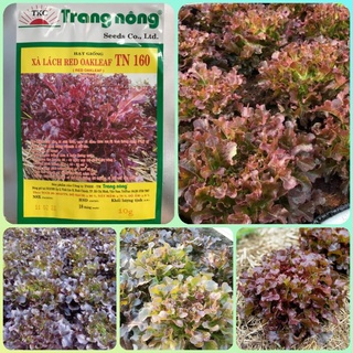 Hạt giống xà lách oakleaf, xà lách sồi tím gói 10gr
