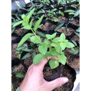 CÂY BẠC HÀ NHẬT ( JAPANESE MINT ) 🌿