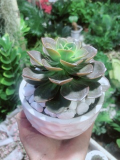 Sen Đá Nâu Kèm Chậu Sứ