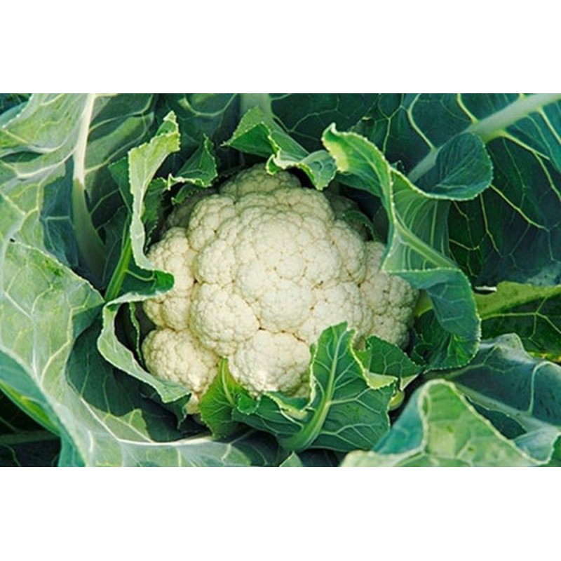 Tổng hợp các loại hạt giống suplo, bắp cải Nhập Khẩu (nảy mầm &gt;95%)