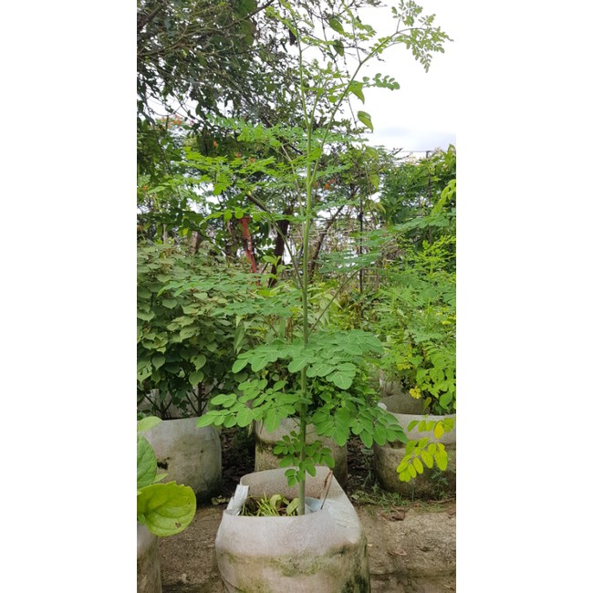 Cây chùm ngây(Rau chùm ngây)/Moringa tree