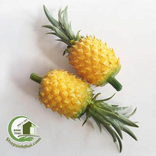 Trái khóm, trái thơm, quả dứa giả màu vàng