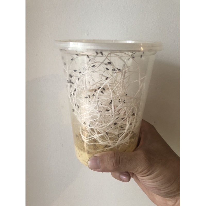 Ruồi giấm không bay-Thức ăn cho bò sát,cá ( chỉ giao hoả tốc )