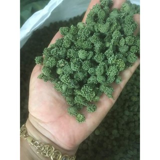 sỉ toàn quốc nụ hoa tam thất bao tử ( không cuống) 500g - 1kg