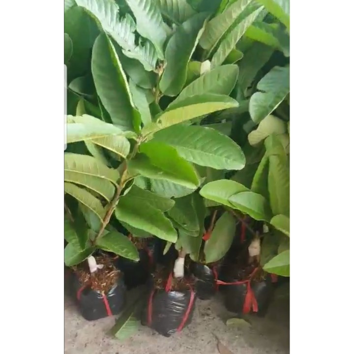 Cây giống Ổi Trân Châu Đài Loan ruột đỏ_🍐🍐Ổi Ruột đỏ thơm_Giống khỏe đẹp🍐🍐