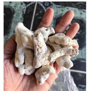 San hô vụn 1kg