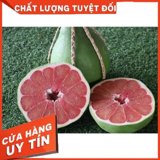 Cây bưởi ruby giống chuẩn thái lan ruột đỏ mọng, tép giòn không nát, không hạt, rất thơm và có vị ngọt đậm