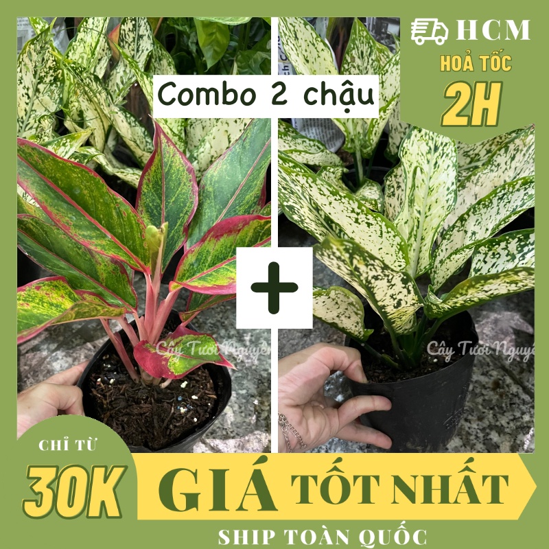 COMBO 2 CHẬU (NGỌC NGÂN + PHÚ QUÝ) Chậu 1 thân ,(cao 15cm), cây Trong nhà, kiểng lá mini để bàn GIÁ RẺ, Cây Tươi Nguyên