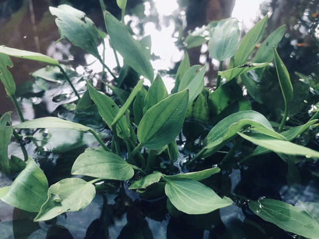 Lan nước 20k 20 cây 15cm .