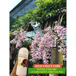 Combo 1 chai dịch chuối +2kg phân hữu cơ Nhật